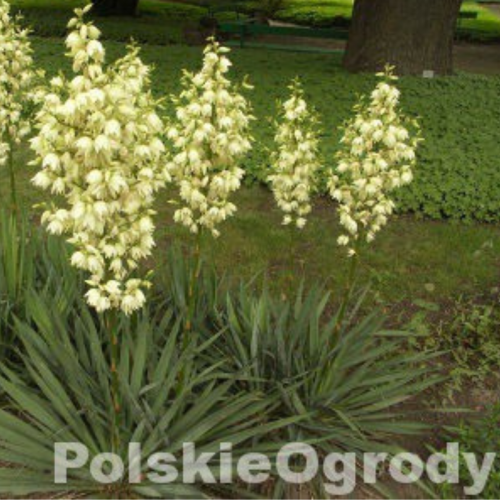 Juka yuka ogrodowa karolińska łac. Yucca filamentosa 10-20 cm K40