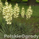 Juka yuka ogrodowa karolińska 10-20 cm łac. Yucca filamentosa  K40 PAKIET 100 szt