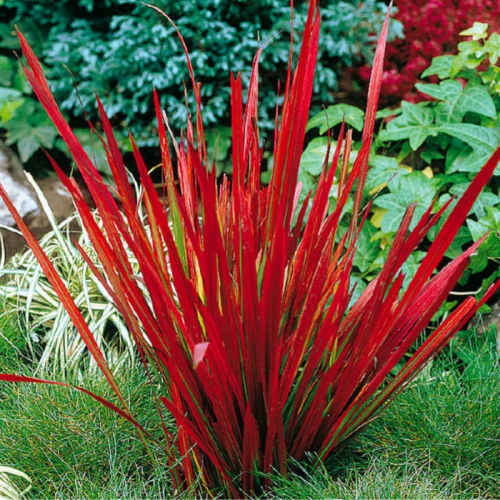 Czerwona trawa ozdobna Red Baron łac. Imperata Cylindrica 5-15 cm D.1 L