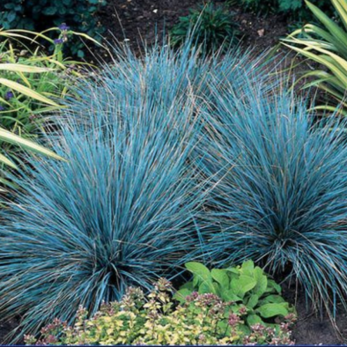 Niebieska trawa ozdobna kostrzewa sina łac. Festuca glauca 5-15 cm D. 2L