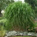 Trawa ozdobna Miskant Olbrzymi Polski bambus łac. Miscanthus × giganteus 100-120 cm P9