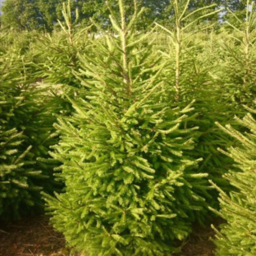 Świerk Pospolity łac. Picea abies 30-50 cm K.