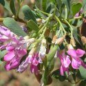 Słonisz srebrzysty miododajny szczepiony łac.  Halimodendron halodendron 120-140 cm D.