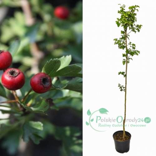 Głóg jednoszyjkowy kolumnowy Stricta łac. Crataegus monogyna 120-150 cm K.