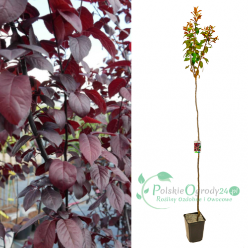 Śliwa Pissardii czerwonolistna szczepiona dołem łac. Prunus cerasifera 50-100 cm D.