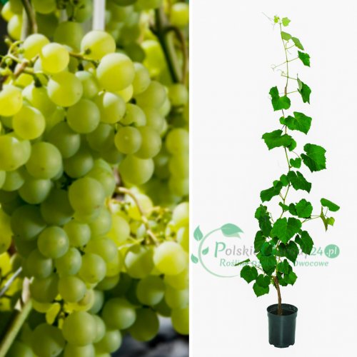 Winogron winorośl jasnozielony 60-140cm