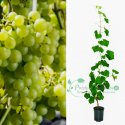 Winogron winorośl jasnozielony 60-140cm