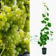 Winogron winorośl jasnozielony łac. Vitis Reliance 80-100 cm D.2 L