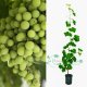 Winogron winorośl zielony łac. Vitis Reliance 80-100 cm D.2 L