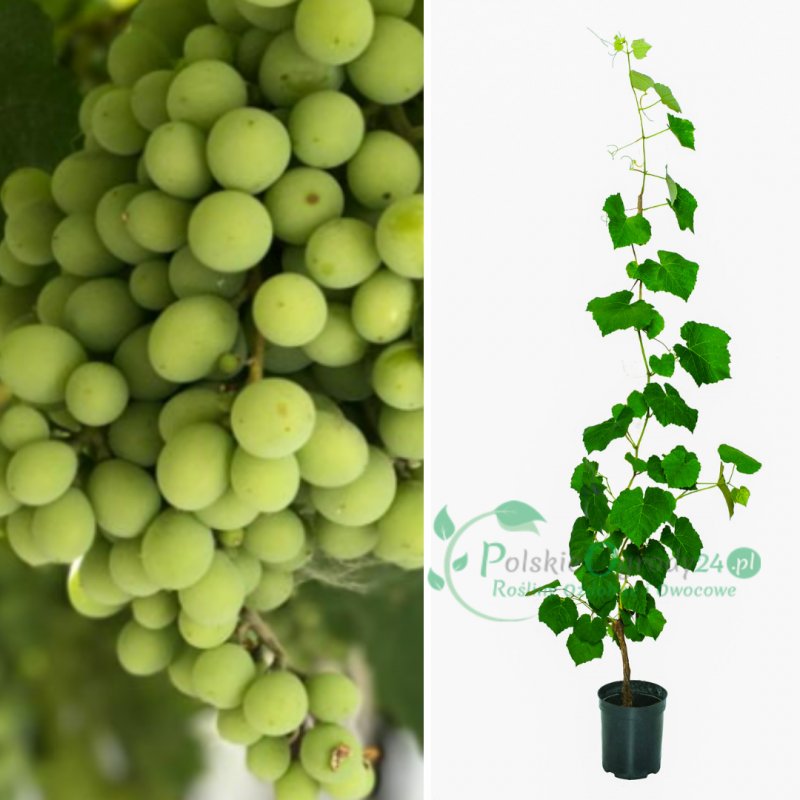 Winogron winorośl zielony łac. Vitis Reliance 80-100 cm D.2 L