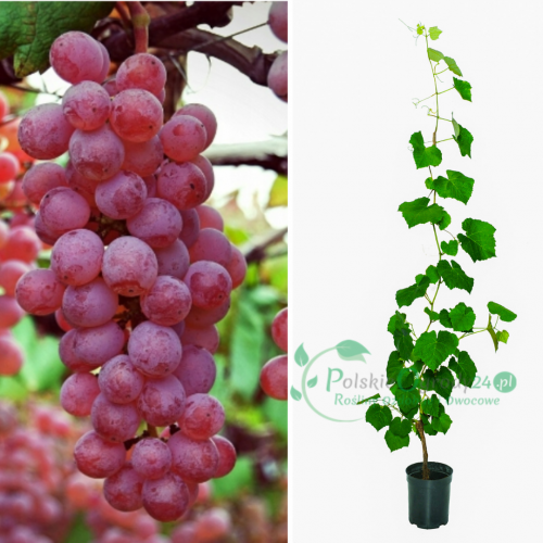 Winogron winorośl różowy łac. Vitis Reliance 80-100 cm D.2 L