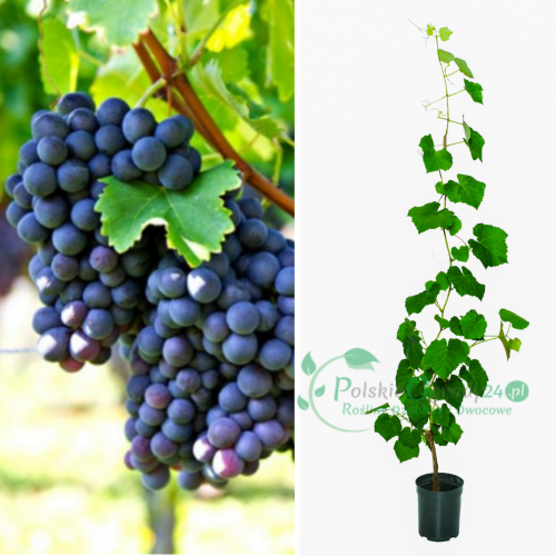 Winogron winorośl fioletowy łac. Vitis Reliance 80-100 cm D.2 L