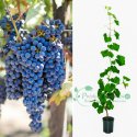 Winogron winorośl ciemno fioletowy 60-140cm