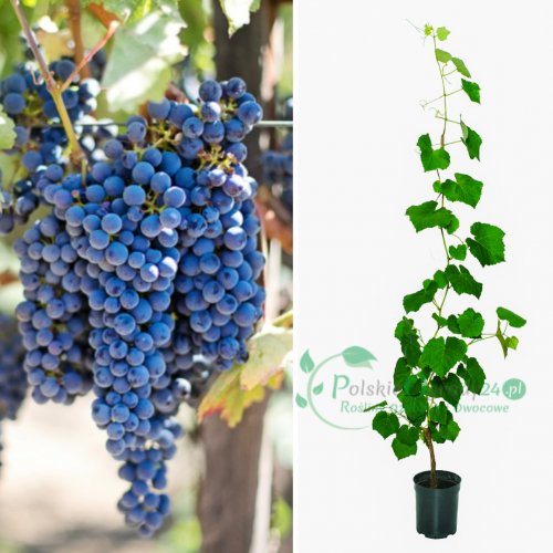 Winogron winorośl ciemno fioletowy 60-140cm