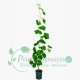 Winogron winorośl ciemno różowy łac. Vitis Reliance 80-100 cm D.2 L