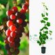 Winogron winorośl ciemno różowy łac. Vitis Reliance 80-100 cm D.2 L