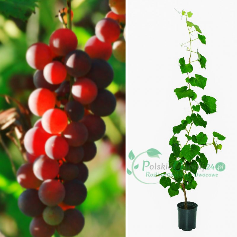 Winogron winorośl ciemno różowy łac. Vitis Reliance 80-100 cm D.2 L