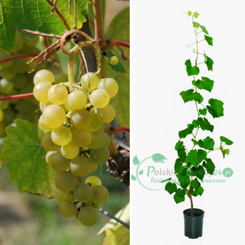Winogron Seyval blanc biały łac. Vitis 'Seyval Blanc' 10-40 cm P9