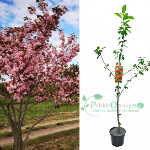 Wiśnia ozdobna piłkowana Royal Burgundy łac. Prunus serrulata 170-190 cm D.5 L