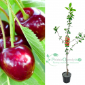 Wiśnia wanda łac. Prunus cerasus 100-150 cm K.