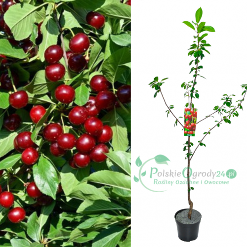 Wiśnia nefris deserowa łac. Prunus cerarus samopylna 100-150 cm K.