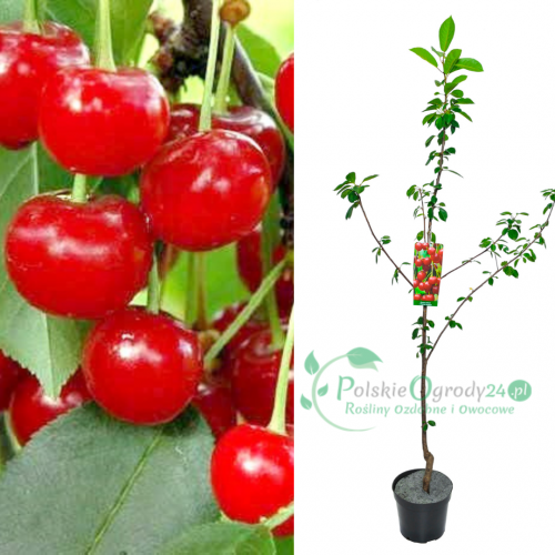 Wiśnia Pandy łac. Prunus cerasus 100-150 cm D.
