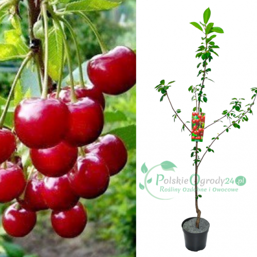 Wiśnia debreceni botermo łac. Prunus cerasus 100-150 cm K.