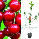 Wiśnia łutówka łac. Prunus cerasus idealna na soki 100-150 cm K.