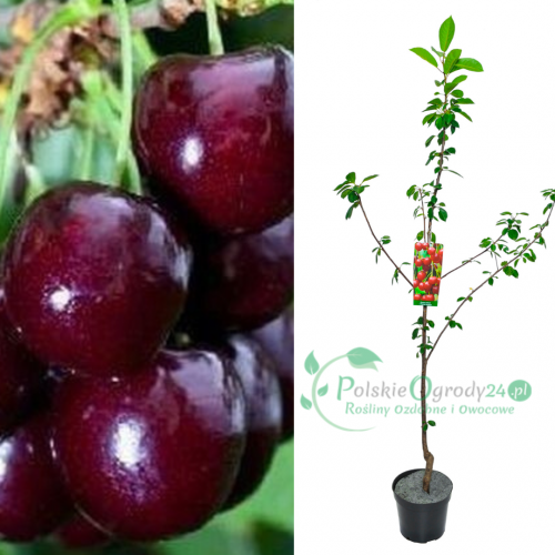 Wiśnia groniasta łac. Prunus cerasus 100-150 cm K.