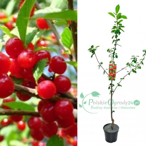 Czereśniowiśnia Hortensja łac. Prunus cerasus 170-200 cm D3L.