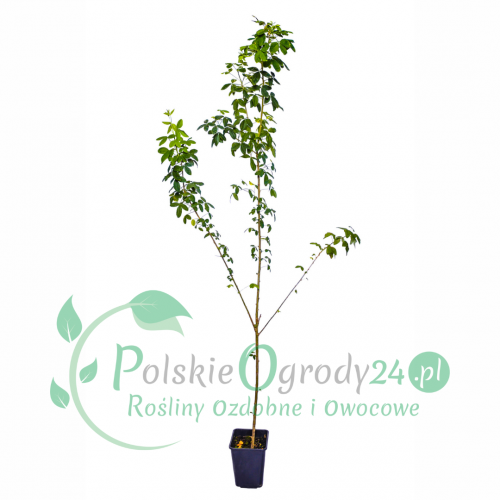 Złotokap Waterera Vossii łac. Kerria japonica 160-180 cm D.5 L