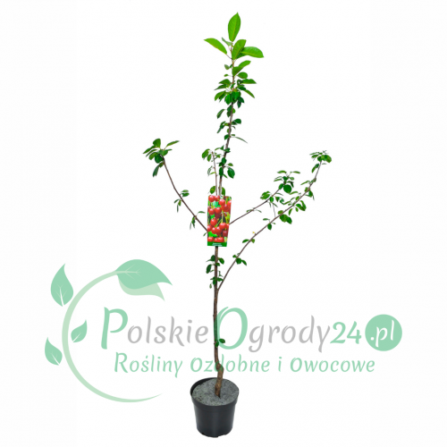 Wiśnia piłkowana Kanzan Szczepiona łac. Prunus serrulata 120-150 cm D.