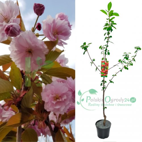 Wiśnia piłkowana Kanzan Szczepiona łac. Prunus serrulata 120-150 cm D.