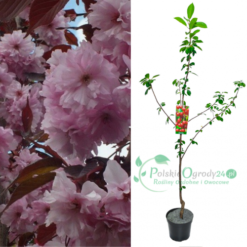 Wiśnia Royal Burgundy łac. Prunus avium 120 - 160 cm K.