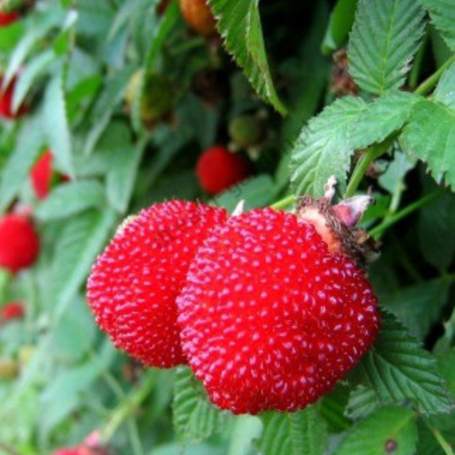 Malinotruskawka łac. Rubus illecebrosus pakiet 10 SZT 10-20 cm P9
