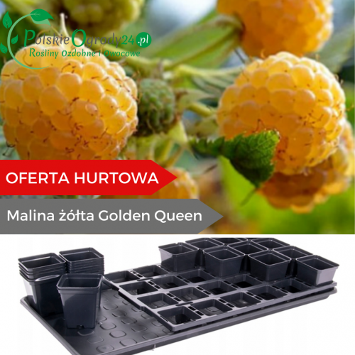  Malina żółta Golden Queen łac. Rubus Idaeus D.P9