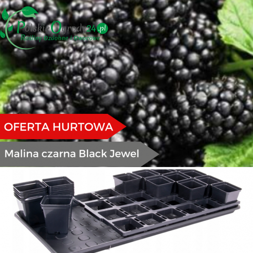 Malina czarna Black Jewel  łac. Rubus Idaeus D.P9