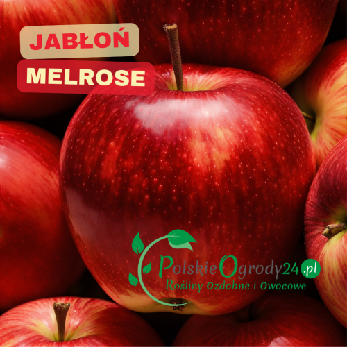 Jabłoń Melrose stara odmiana jabłoni| Sadzonki Drzew Owocowych