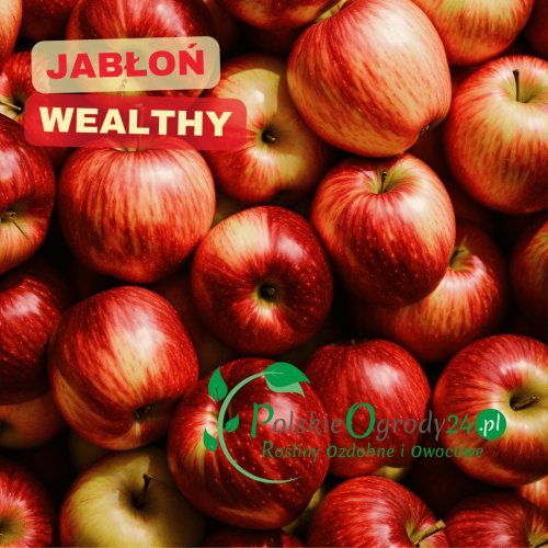 Jabłoń Wealthy odporna odmiana jabłoni| Sadzonki Drzew Owocowych