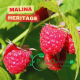 malina-heritage-duze-slodkie-owoce-odporna