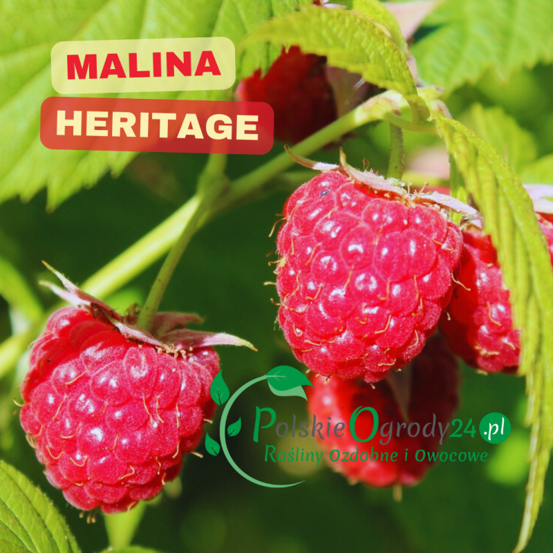 malina-heritage-duze-slodkie-owoce-odporna