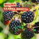 Malina czarna Bristol – duże, soczyste owoce na krzewie