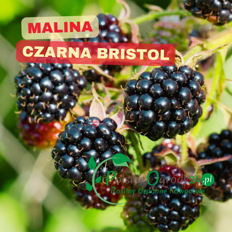 Malina czarna Bristol – duże, soczyste owoce na krzewie