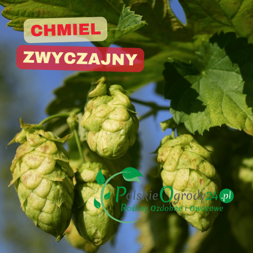 Szyszki chmielowe dojrzewające na pnączu – składnik piwa
