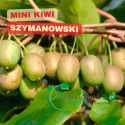 Mini kiwi 'Dr Szymanowski' – obupłciowe pnącze o smacznych owocach