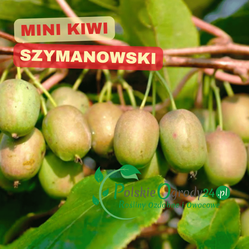Dojrzałe owoce mini kiwi 'Dr Szymanowski' na pnączu