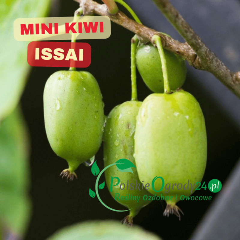 Owoce mini kiwi 'Issai' dojrzewające na pnączu