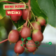 Owoce mini kiwi 'Weiki' dojrzewające na pnączu