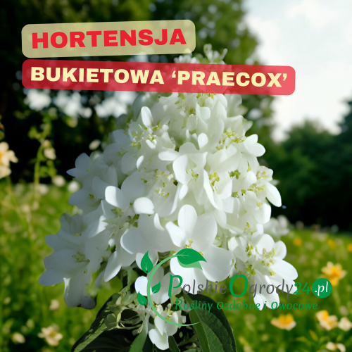 Hortensja bukietowa Praecox wczesna odmiana, białe kwiaty, odporna i bujna