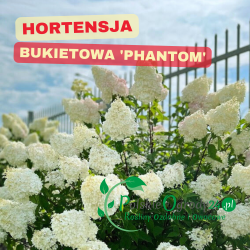 Hortensja bukietowa Phantom (D. 5L) obfite białe kwiaty, silny wzrost, odporna